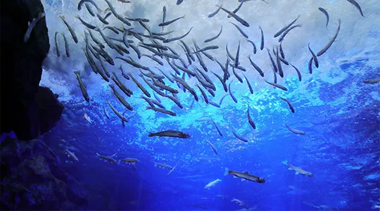 北の大地の水族館